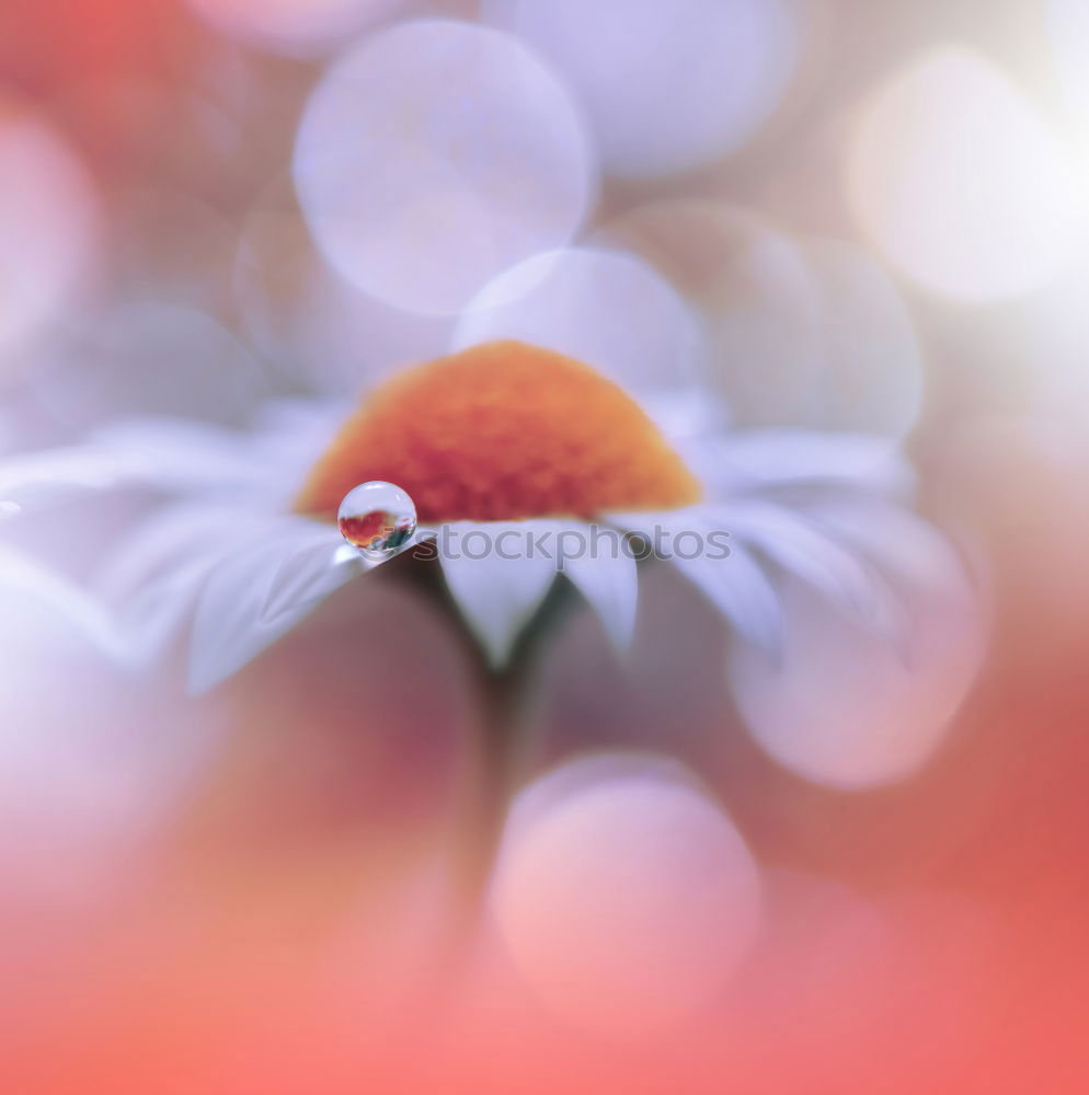 Similar – Image, Stock Photo clove root Plant Flower