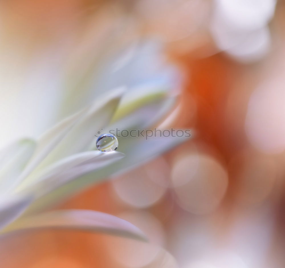 Similar – Image, Stock Photo sunbath Leaf