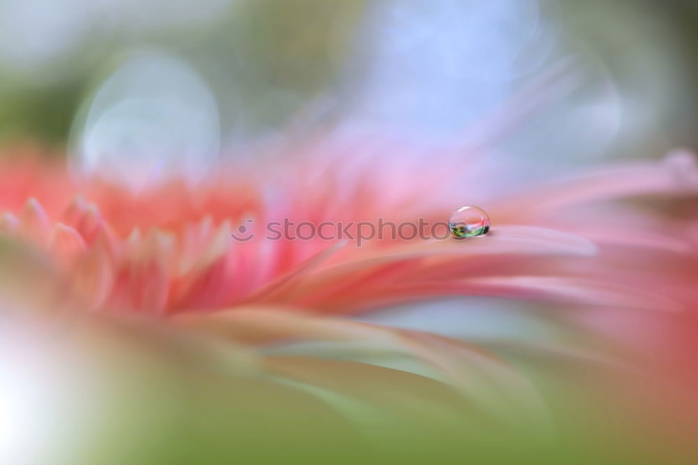 Similar – Image, Stock Photo Peruvian lily with raindrops