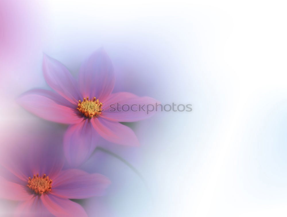 Similar – Image, Stock Photo straw flowers Elegant