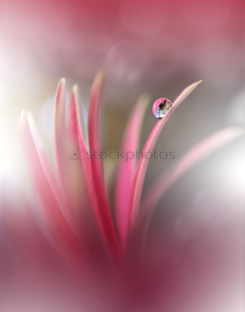 Similar – Image, Stock Photo Peruvian lily with raindrops