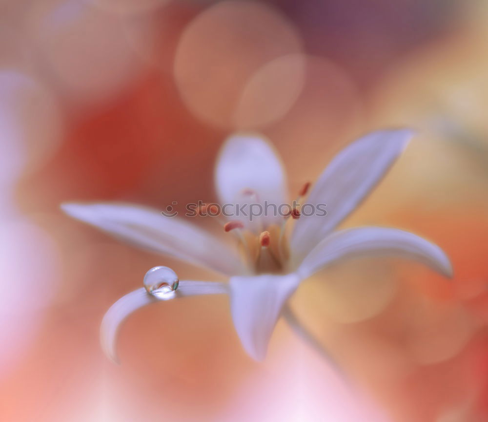 Similar – Image, Stock Photo Peruvian lily with raindrops