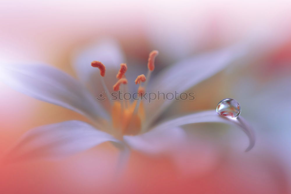 Similar – Image, Stock Photo White Clover Garden plants