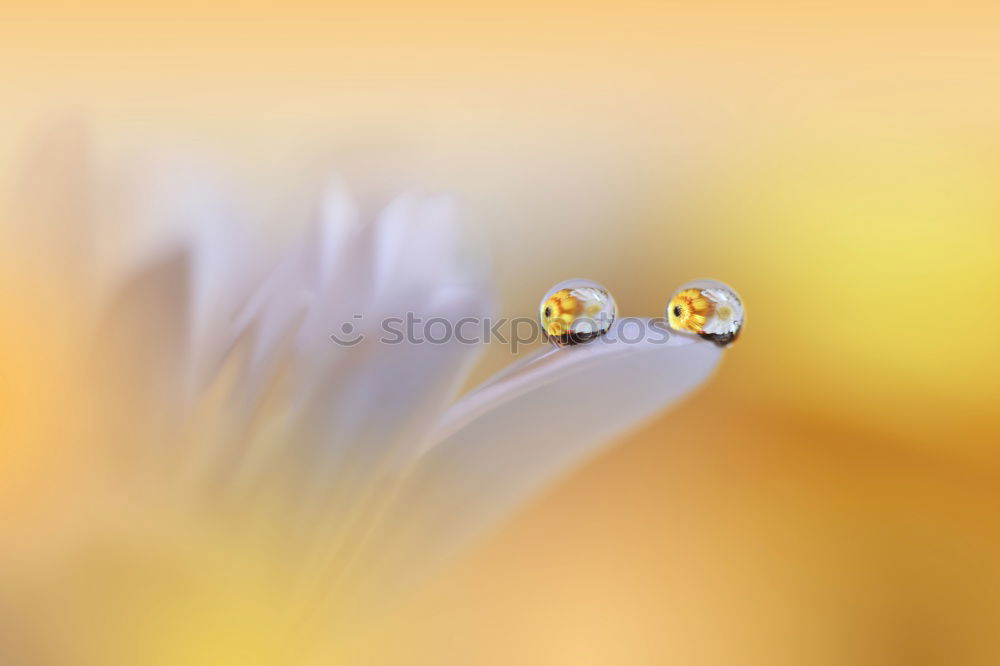 Similar – Image, Stock Photo Sky blue leaf beetle on a daffodil blossom