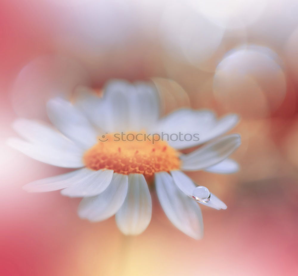 Similar – Image, Stock Photo Gerbera I Interior design