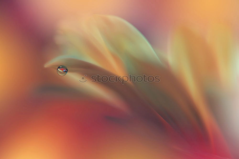 Similar – Image, Stock Photo spring star Design Exotic