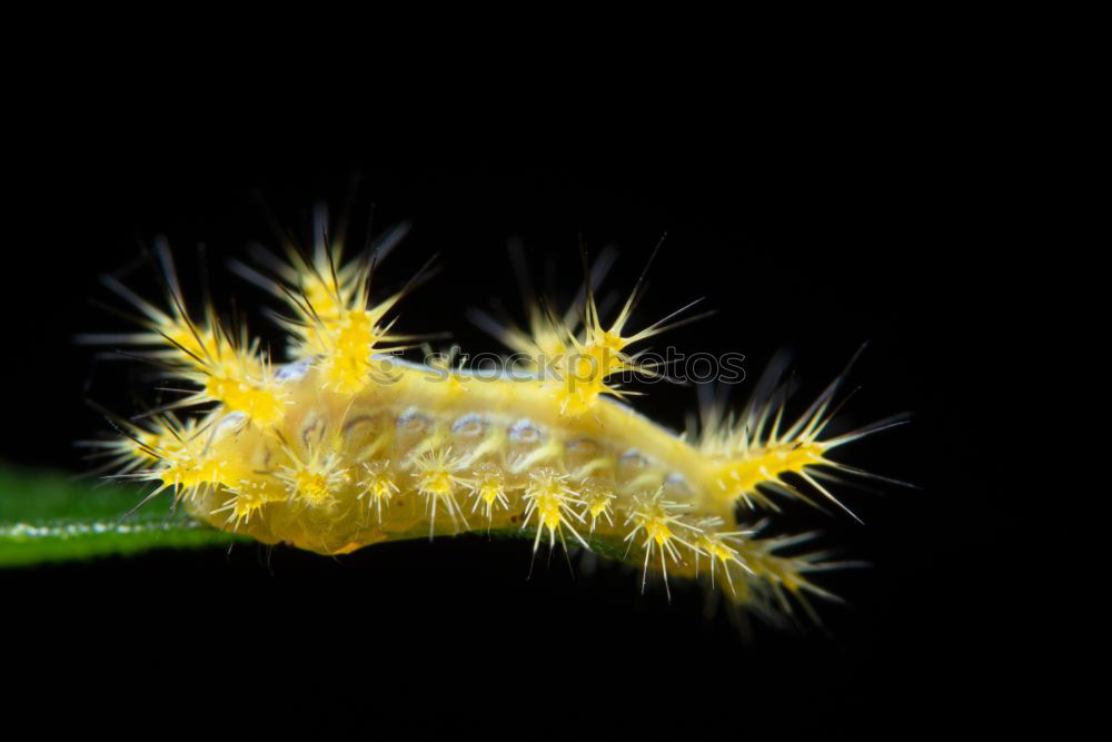 Similar – Caterpillar II Small