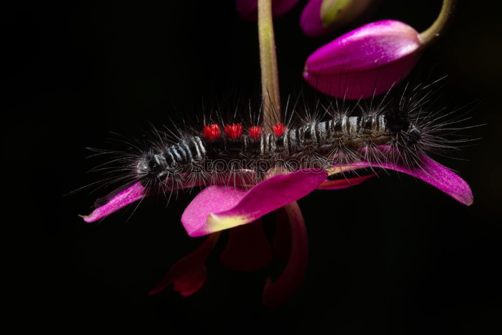 Similar – Mimosaceae am Auyan-Tepui (Venezuela)