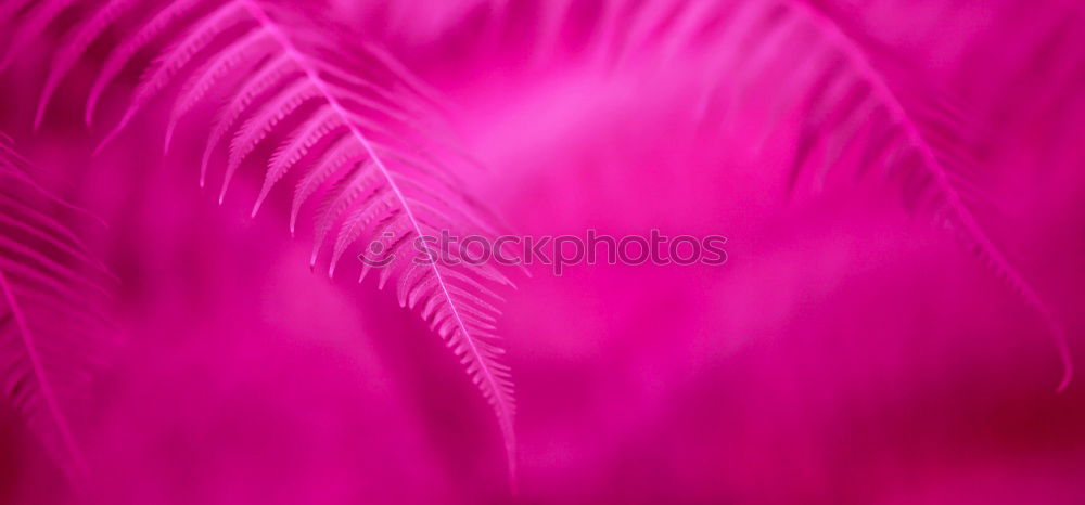 Similar – pretty in pink Farbfoto