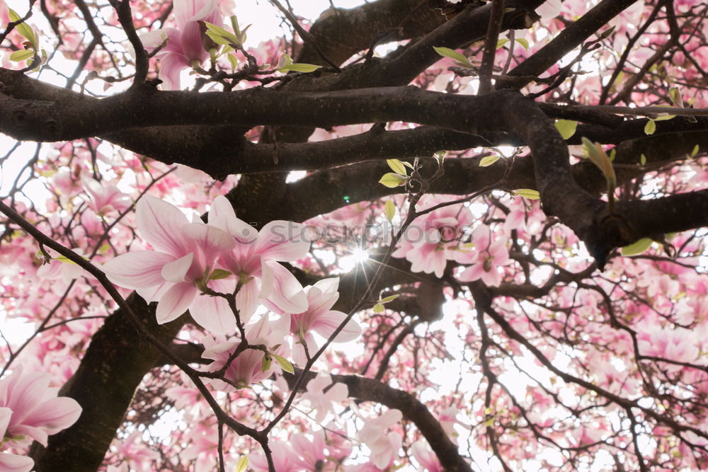 Similar – Image, Stock Photo Magnolienblüte