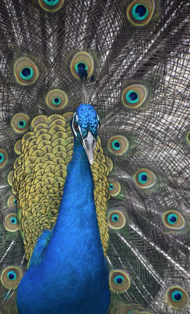 Similar – Peacock 1 Animal Pet