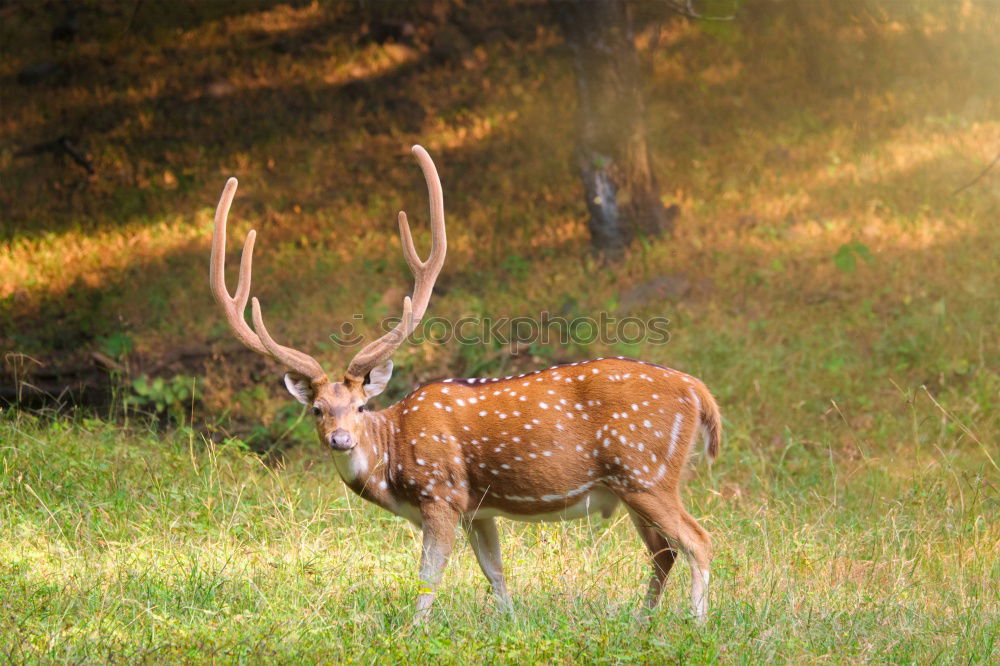 Similar – Foto Bild Stolz Umwelt Natur