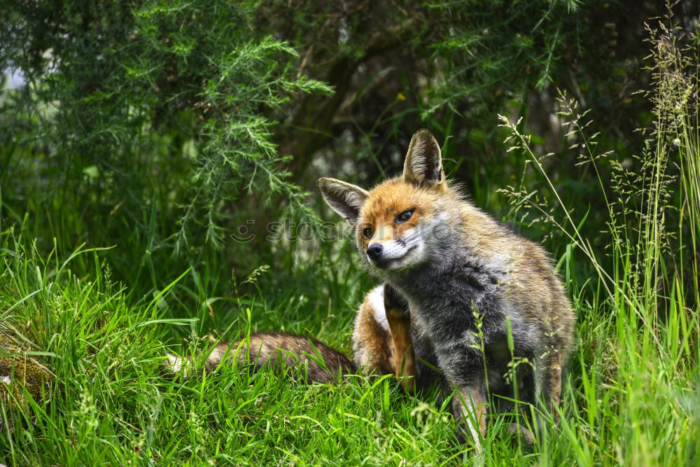 Similar – cute red fox cub looking at camera