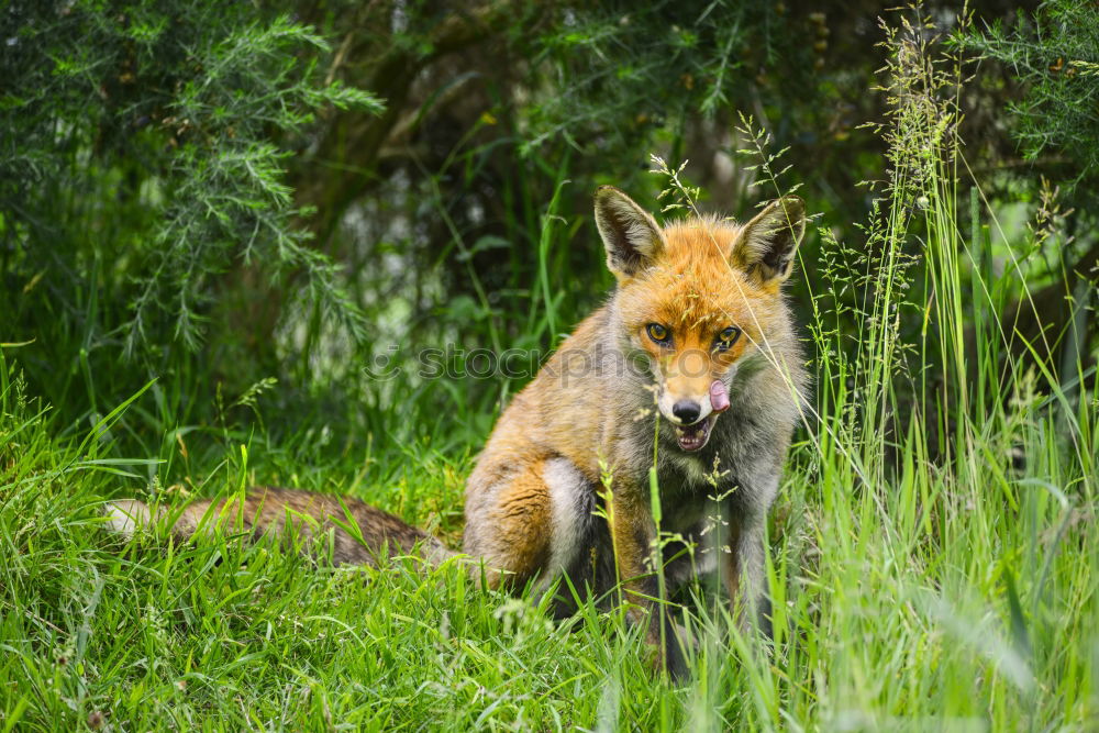 Similar – small young fox Beautiful