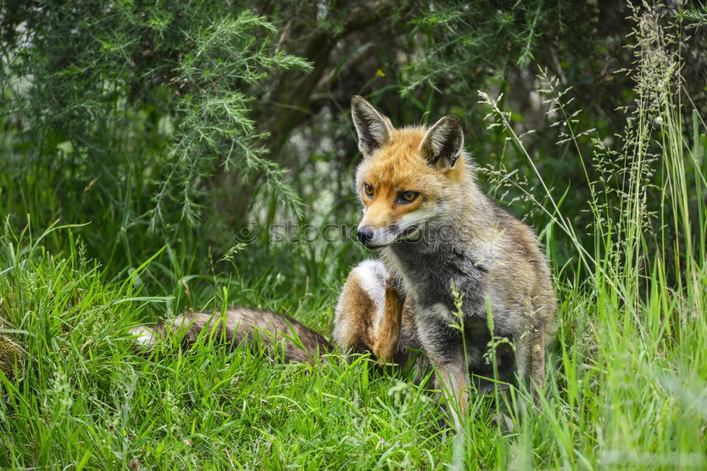 Similar – cute red fox cub looking at camera