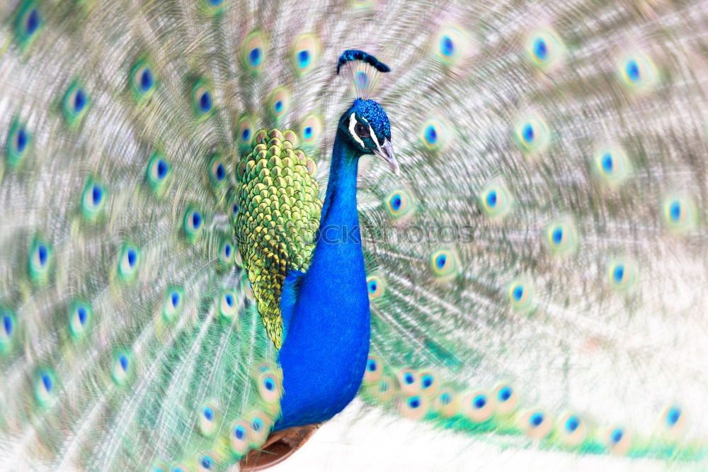 Similar – Amazing portrait of a peacock