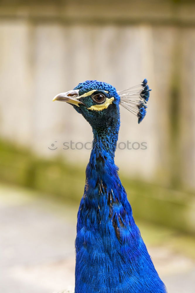 Similar – headdress Peacock