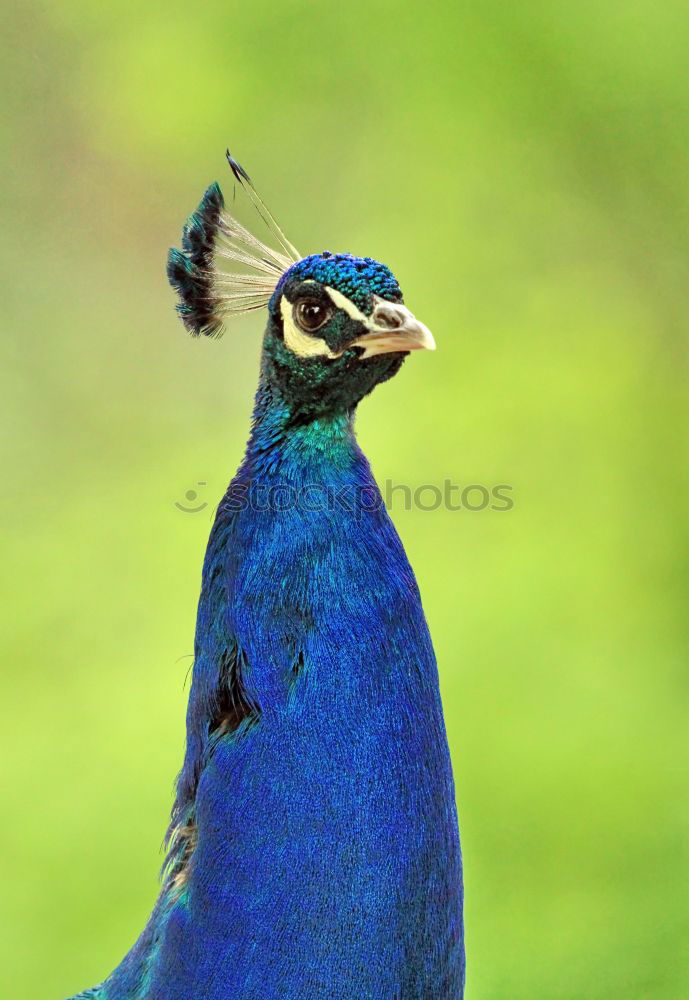 Similar – Amazing portrait of a peacock