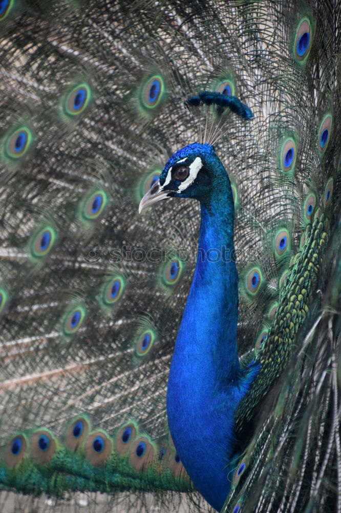 Similar – royal blue Peacock Blue