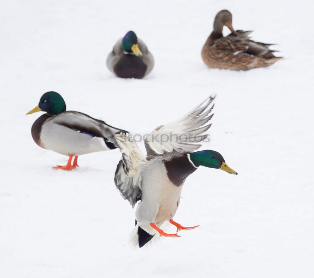 Similar – Foto Bild Schwäne proben den Gänsemarsch für Olympia…