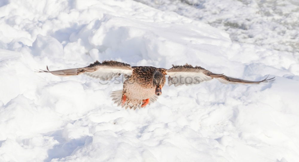 Similar – Foto Bild Todesflug 2010 Winter