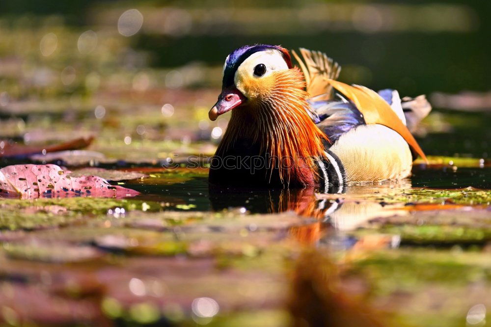 Similar – Foto Bild Enten eben Gras Vogel