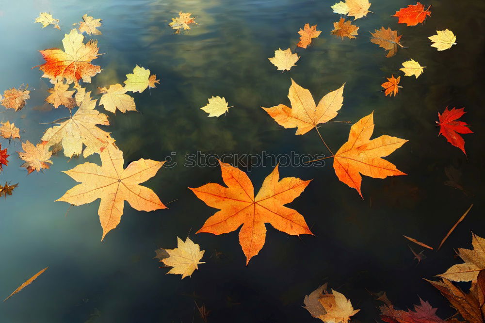 Similar – plane tree in the evening/autumn