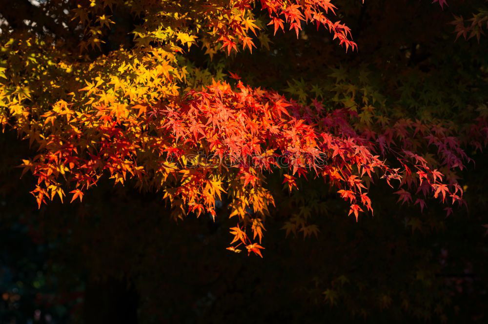 Similar – plane tree in the evening/autumn