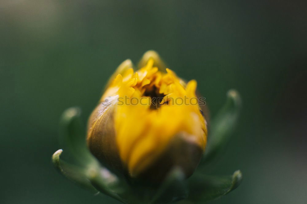 Similar – Image, Stock Photo Bud with water droplets