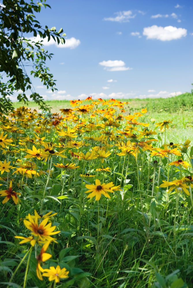 Similar – Foto Bild das Leben ist schön Wiese