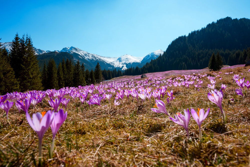 Similar – Crocus blooms in the foreground, behind it a mountain range