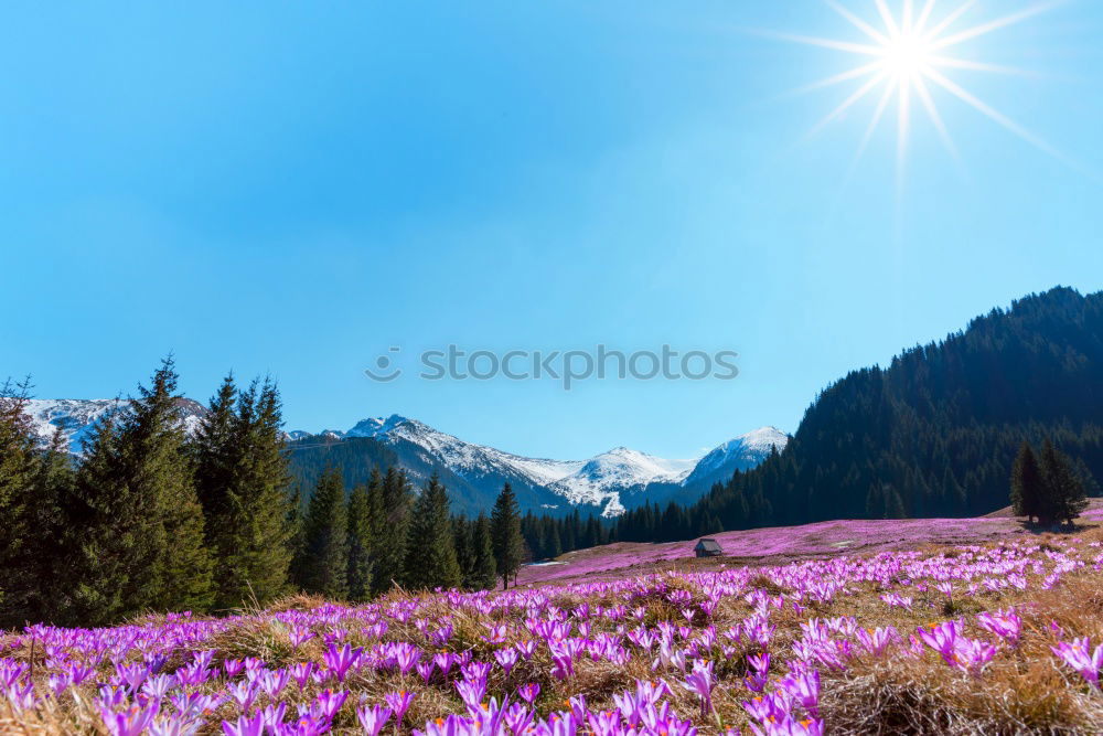 Similar – Image, Stock Photo Mount Rainier Wildflowers