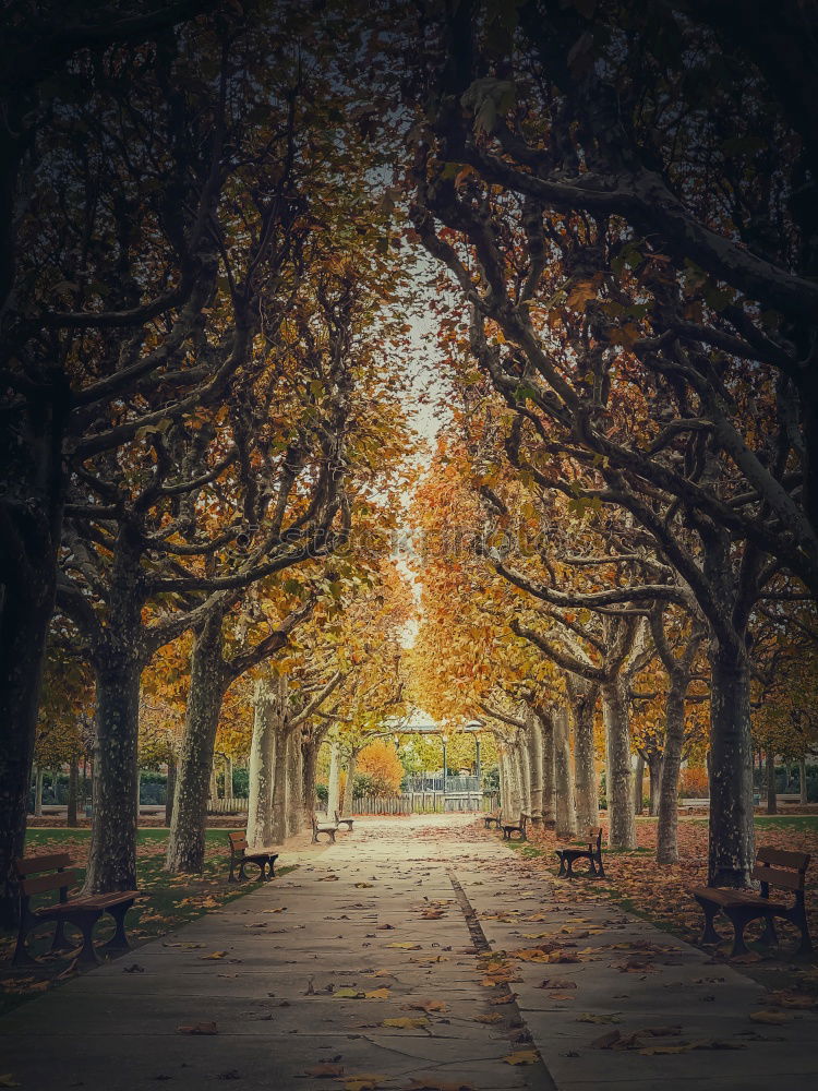 Similar – Herbstspaziergang mit Hund