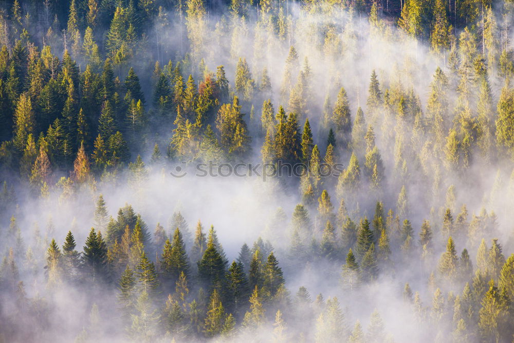 Image, Stock Photo coniferous forests covering with a lot of fog