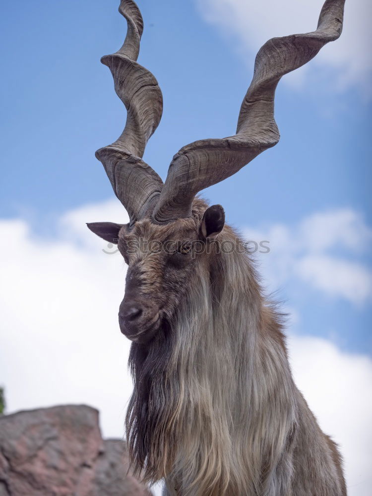 Similar – Image, Stock Photo stonebuck Capricorn Clouds