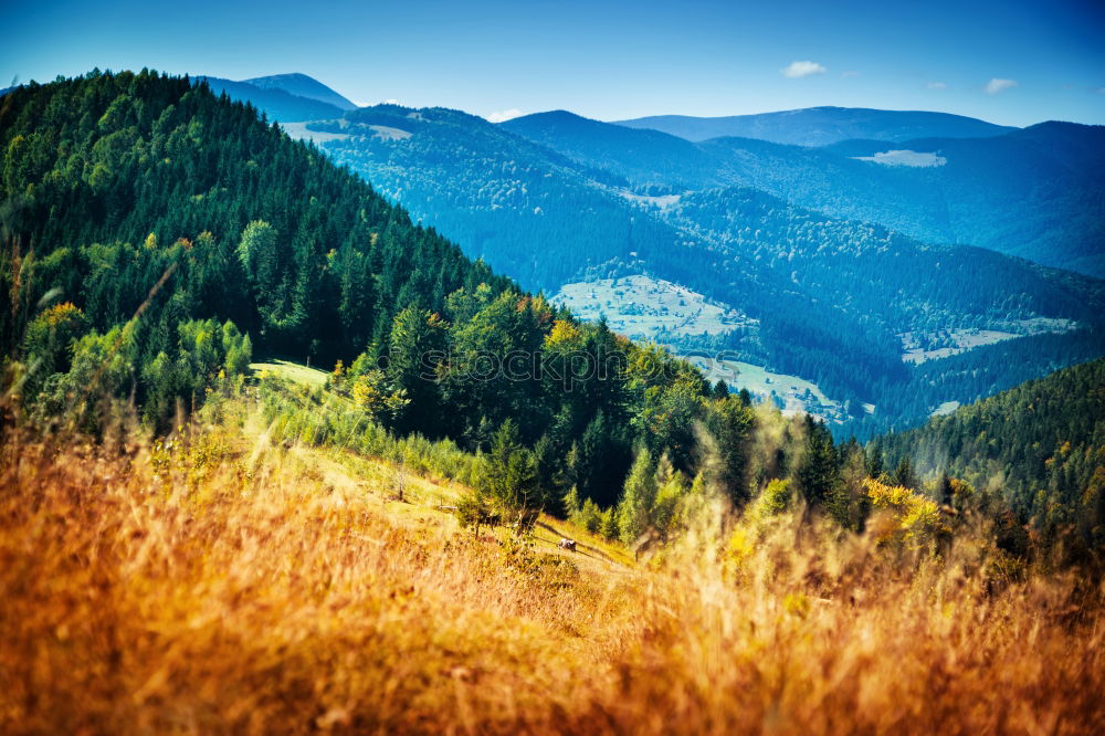 Similar – Image, Stock Photo Road in fall season woodland with clouds and blue sky