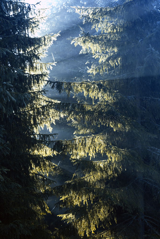 Similar – Image, Stock Photo balcony Tree Back-light