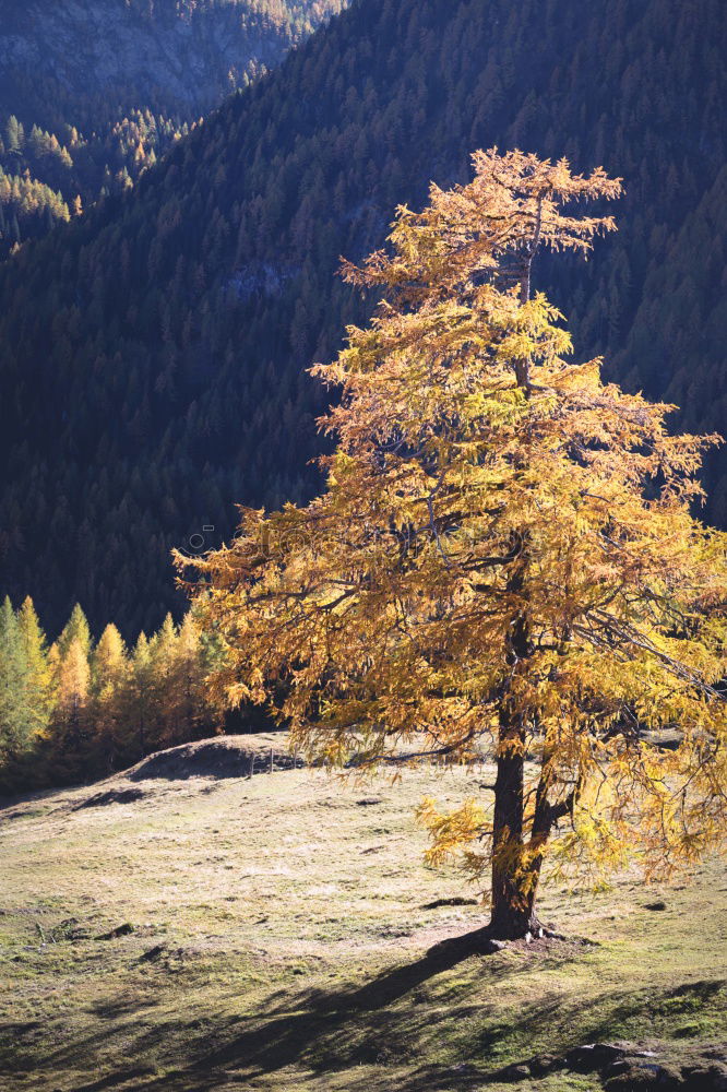 Similar – Ahornbaum Berge u. Gebirge