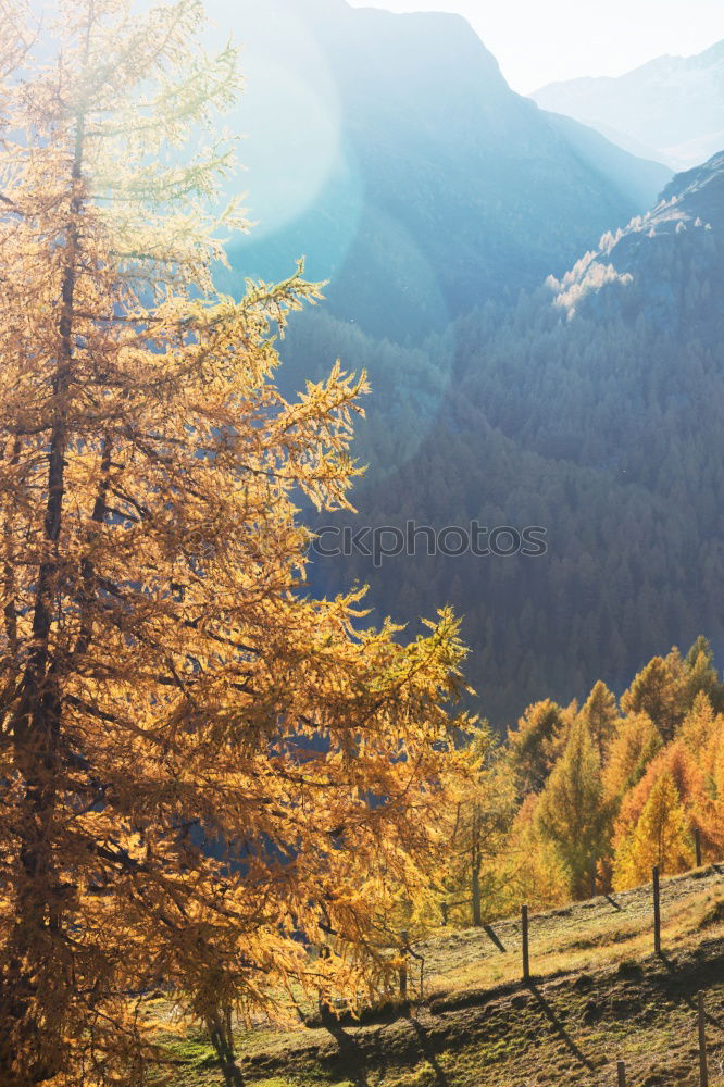 Similar – Image, Stock Photo Golden autumn tree with Alps