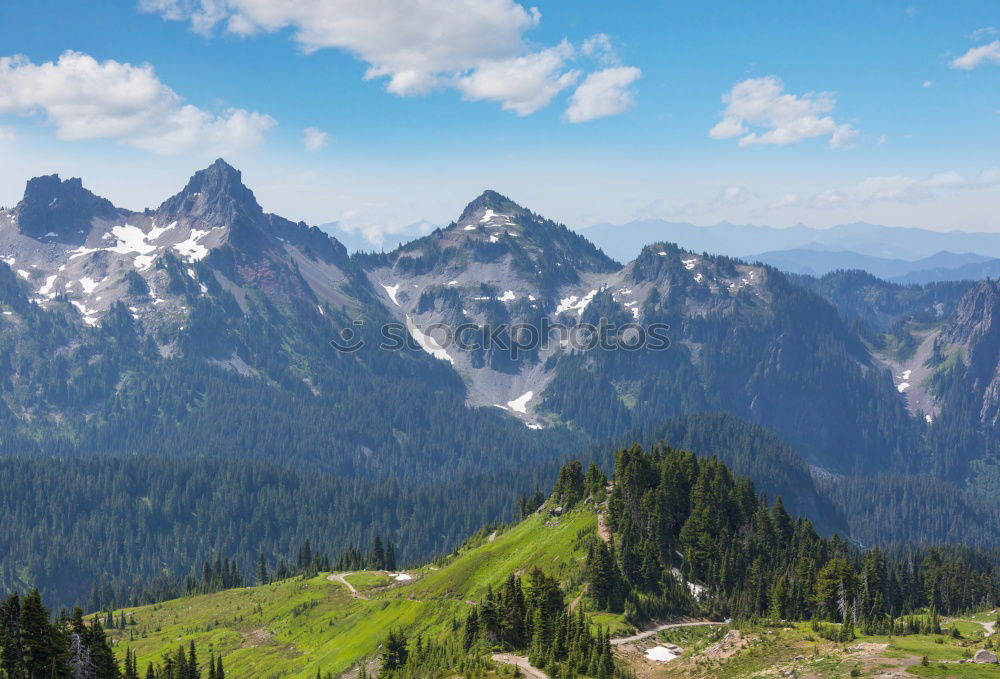 Image, Stock Photo Green pine trees in the mountains