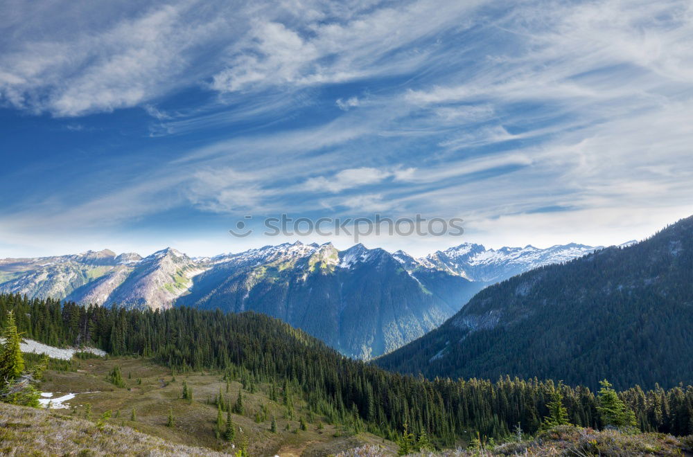 Similar – Image, Stock Photo Green pine trees in the mountains