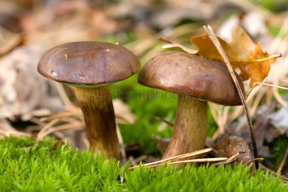 Similar – Image, Stock Photo 3 Boletus Leaf Forest