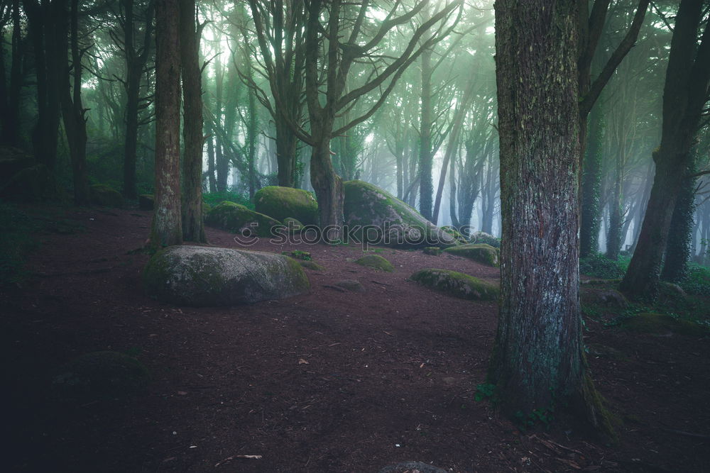 Similar – Image, Stock Photo fairytale forest