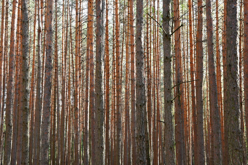 Similar – Wood in front of the hut