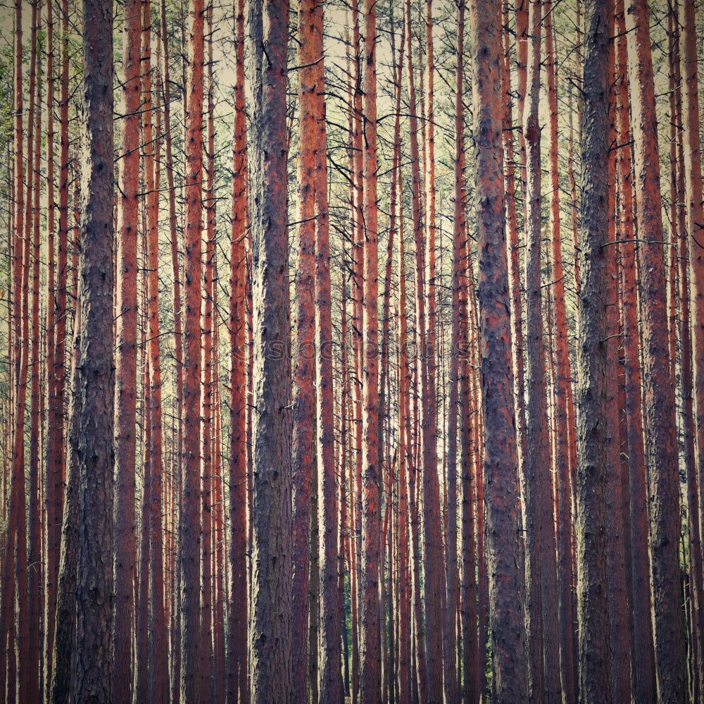 Similar – Foto Bild Ich glaub‘ ich steh‘ im Wald