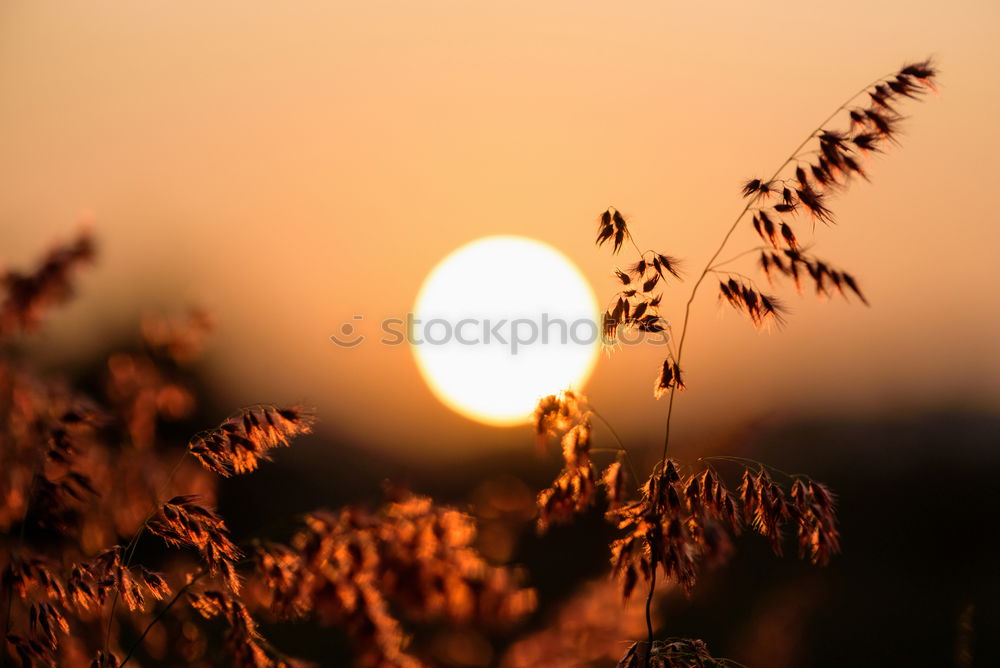 Similar – Die letzten Sonnenstrahlen