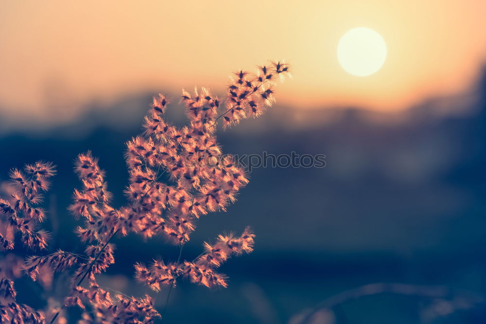 Similar – Image, Stock Photo Sunset, grass, reed, siluette, sunset,