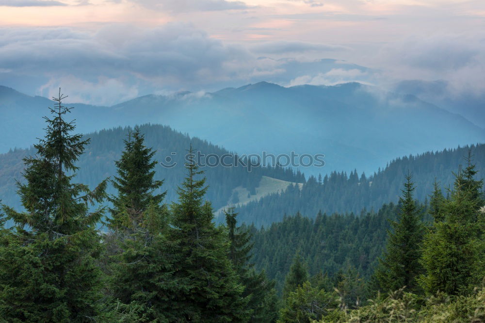 Similar – Image, Stock Photo Green pine trees in the mountains