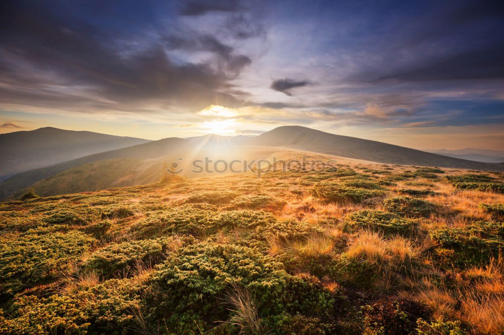 Similar – Image, Stock Photo Black Forest