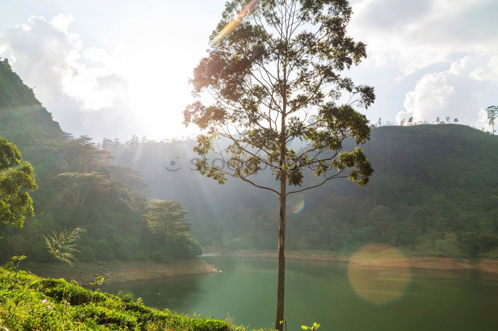 Similar – Image, Stock Photo Tea plantations of Kandy